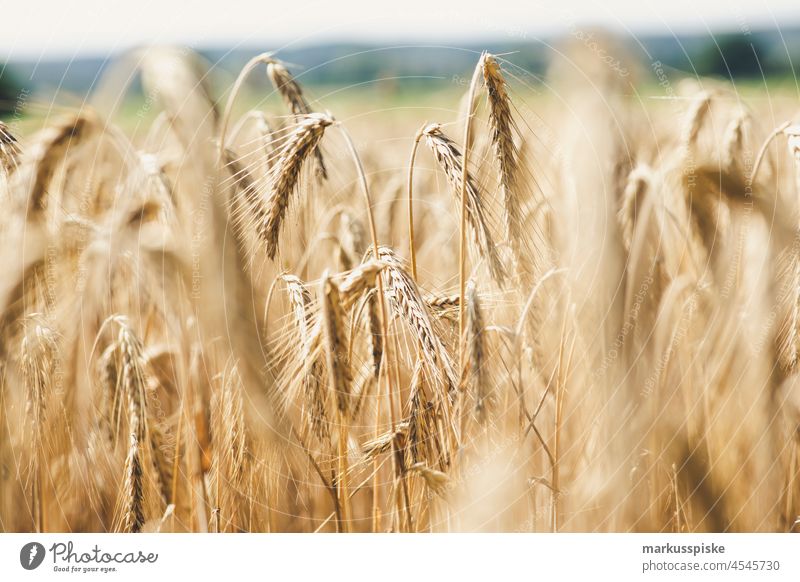 bio grain crop crereal harvest agriculture Bio bloom bread wheat breed breeding cereal cereals collection point common wheat controlled farming cooperative corn