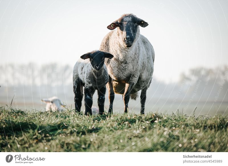 Lamb with ewe Sheep mutiny Dike Animal Herd Meadow Nature Exterior shot inquisitorial Deserted Wool Flock Landscape Country life Animal portrait Day