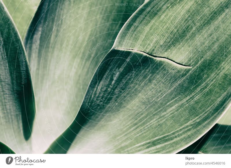 texture and close up of a leaf like abstract green background nature pattern plant macro spring foliage growth organic bright botany natural closeup healthy