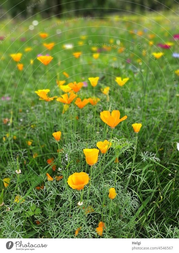 Mo(h)ntag - California gold poppy in a flowering meadow California poppy Poppy Eschscholzia californica California red poppy nightcap poppy plant