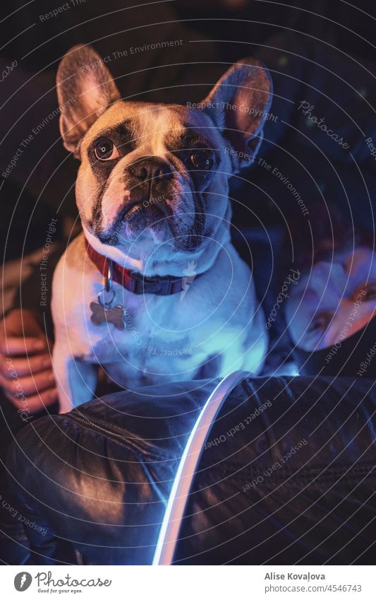 french bulldog sitting on a couch led lights man portrait dog and its owner laying Sitting Looking into the camera blue light LED Blue led light Illuminate