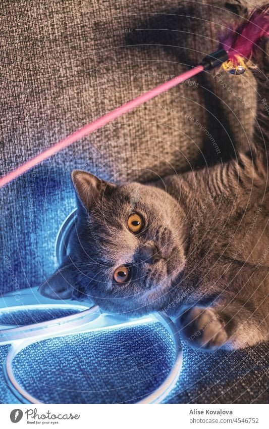 cat playing with a toy british shorthair cat grey cat led lights blue led lights blue and yellow light playful pet toy cat toys lights and shadows Domestic cat