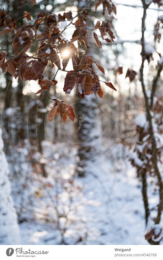 Winter in the forest in the snow Snow Forest Sun Sunbeam Cold Hiking holidays Advent Christmas Christmas forest winter holidays warm To go for a walk silent