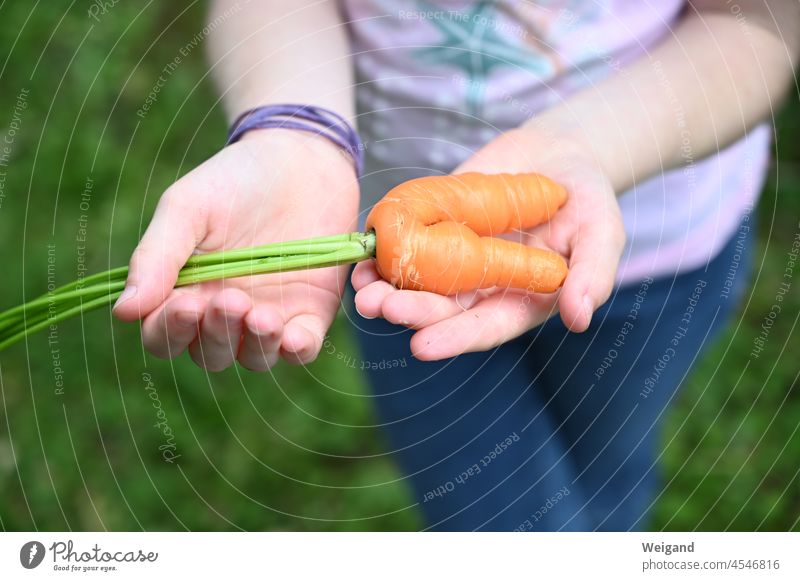 Carrot or beetroot in one hand Eating carrot yellow beet Twin two double Brothers and sisters reap Organic produce Vegetable Garden raised