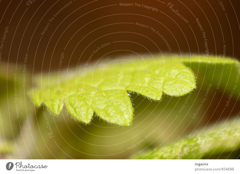 green Nature Spring Plant Leaf Growth Near Brown Green Light green Fine Colour photo Exterior shot Close-up Detail Pattern Deserted Copy Space top Day