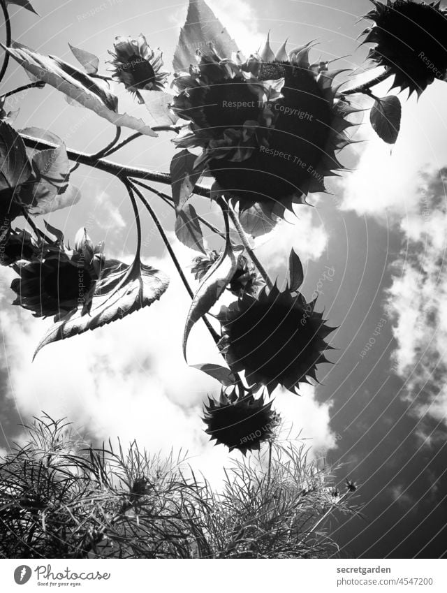 [Devil's Bog 2021] Underexposed Black & white photo Sunflower field Sunflowers Summer Clouds Worm's-eye view Field Nature Exterior shot Blossom