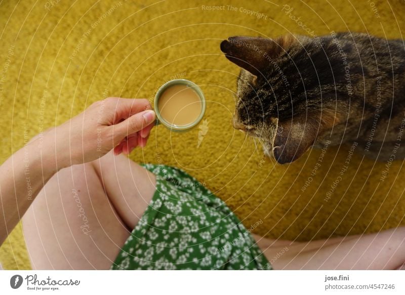 morning ritual| person with an espresso cup in hand, tabby cat sits next to it and sniffs, they sit on a yellow carpet Sit Woman Cat Break Ground Carpet Coffee