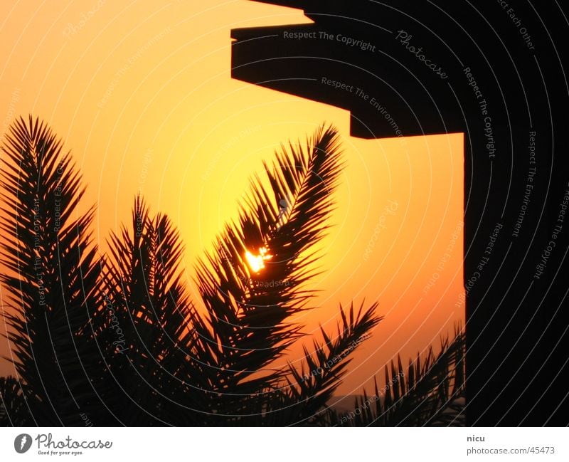 Desertion in the desert Sunset Palm tree Luxury 1001 nights