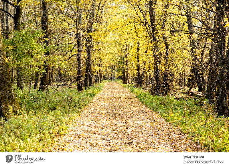 autumn avenue Long shot Central perspective Day Neutral Background Copy Space bottom Copy Space right Copy Space left Colour photo Exterior shot Loneliness Leaf