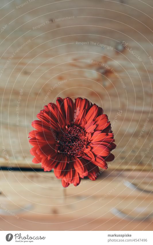 Flowers blossoms Gerbera beautiful beauty blaze of color bloom bokeh bright brown bunch closeup colorful colors colour countryside Fantasy flora floral