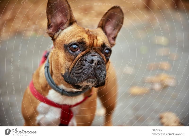 French bulldog walks in autumn park portrait cute pedigree nature outdoor pet owner season outdoors animal breed canine cheerful daytime domestic friendship