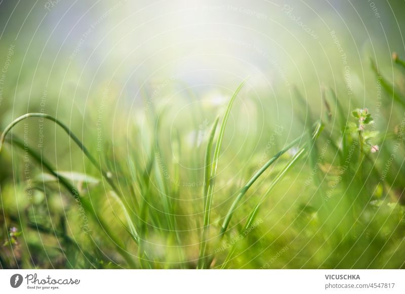 Close up of green summer grass with natural light and blurred effects. Nature background. Front view. close up nature front view bright environment field garden