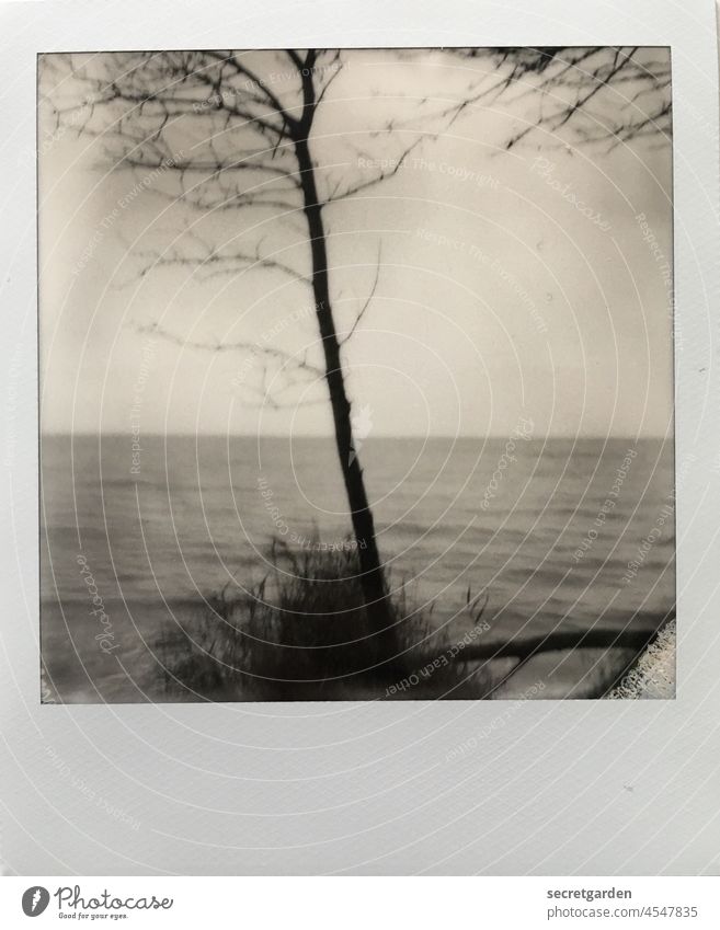 crooked & dirty Polaroid Analogue photo Tree blurred Ocean Lake Horizon Black & white photo Exterior shot black-and-white Nature Sky Water bush Winter bleak