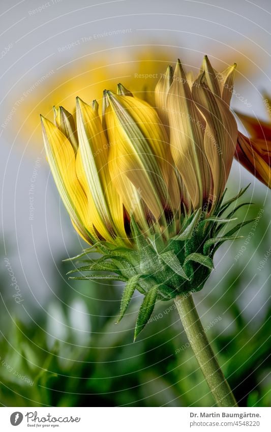 Opening inflorescence of a gazanna with yellow ray florets Gazania come into bloom Yellow Tongue blossoms composite from South Africa asteraceae Compositae