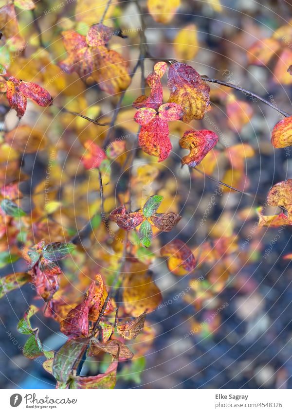 Even this autumn still has colorful leaves.... Autumn Autumn leaves Nature Colour photo Autumnal colours Deserted Autumnal weather Early fall autumn mood