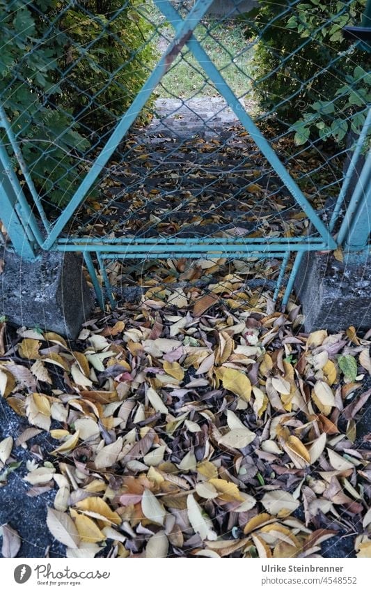 Colorful autumn leaves blowing through garden gate Garden door Autumn Autumn leaves foliage garden door Grating Turquoise Triangle heap of leaves Autumnal