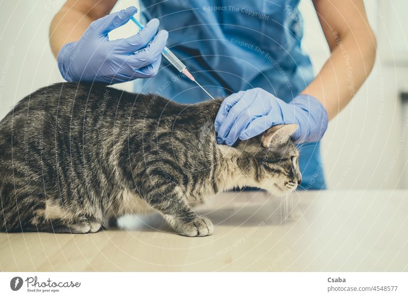 Female veterinarian doctor is giving an injection to a cat vaccination veterinary kitty kitten pet hospital vaccine medicine syringe needle sick animal