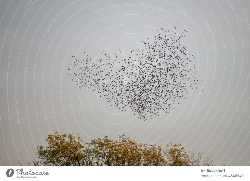 Formation flight of starlings in the shape of a heart Stare flight formation fauna Heart daylight Day Sky swift Many Muddled Flying Flock of birds Nature