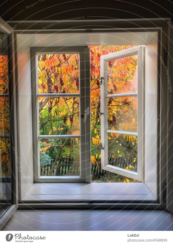 Colorful autumn leaves on a tree visible through a white wooden window Autumn Autumn leaves Autumnal colours autumn mood autumn light autumn feeling Window