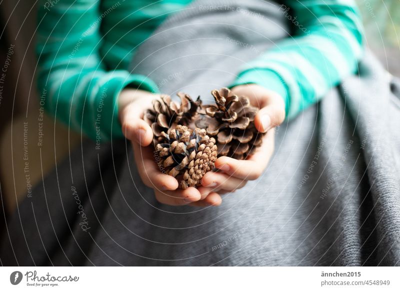 Boy holding three pine cones in both hands Christmas Fir cone Child Nature Forest Colour photo Cone Shallow depth of field Close-up Brown Autumn naturally