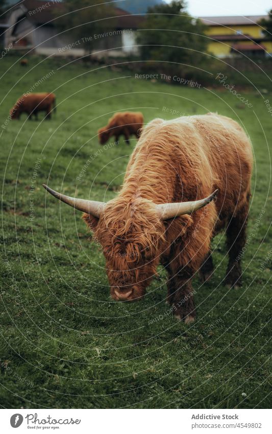 Highland cattle grazing in field in countryside highland cow animal paddock graze nature fur environment herbivore scottish grass fence mammal pasture rural