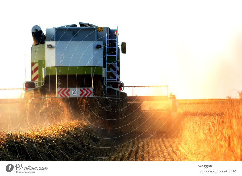 Harvest Time Light White field harvester drusch Deployment Grain sunset claas