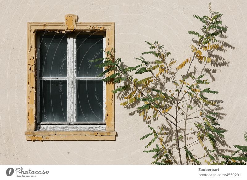 Window of an old house with peeling paint in the sunlight , in front of it a robinia tree Sun Wall (building) Flake off Beige Yellow White Green Frame Derelict