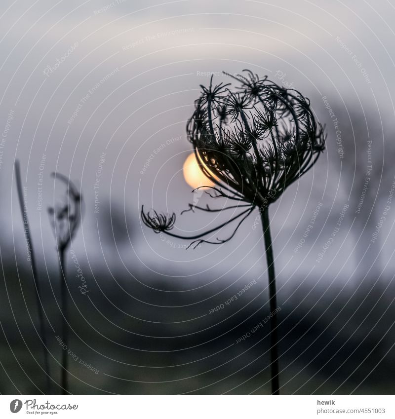 Dried umbel flower in front of setting sun Plant Sunset Graphic somber atmospheric Square Gray Nature