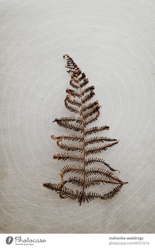 A dried fern leafe on grey background. Vertical image, copy space, flat lay. Brown leaves, soft light, grainy background. Moody autumn and winter image.