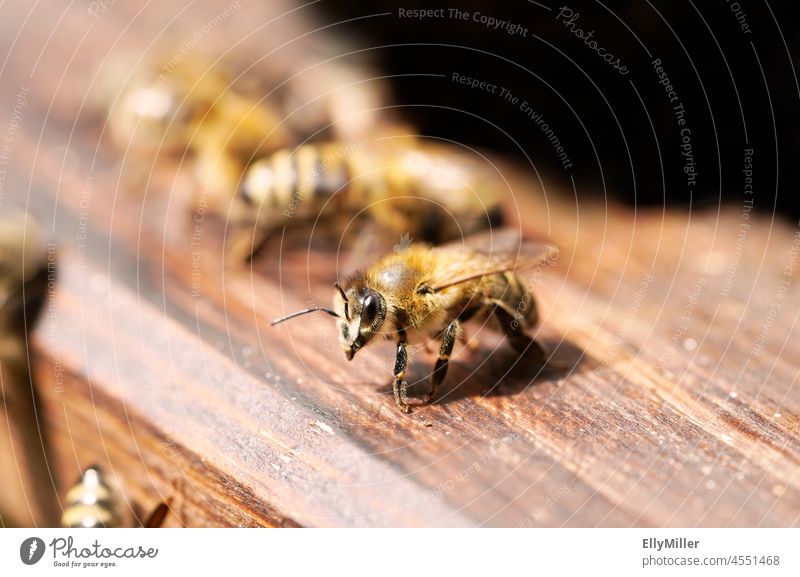Bees at the entrance of a beehive. Insect in close-up. Apis mellifera. Beekeeping. Bee-keeping bees detail Close-up macro photography Beehive Bee Hive detailed