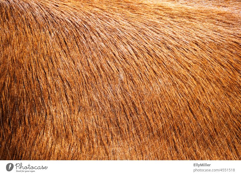 Reddish brown cowhide close up. Pelt Cowhide Animal Close-up detail Auburn Brown Soft soft background Detail texture Material naturally textured Pattern Nature