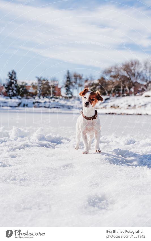 cute small jack Russell dog standing on snowy pier during winter by frozen lake. Pets outdoors in nature jack russell dock city sunny season cold collar
