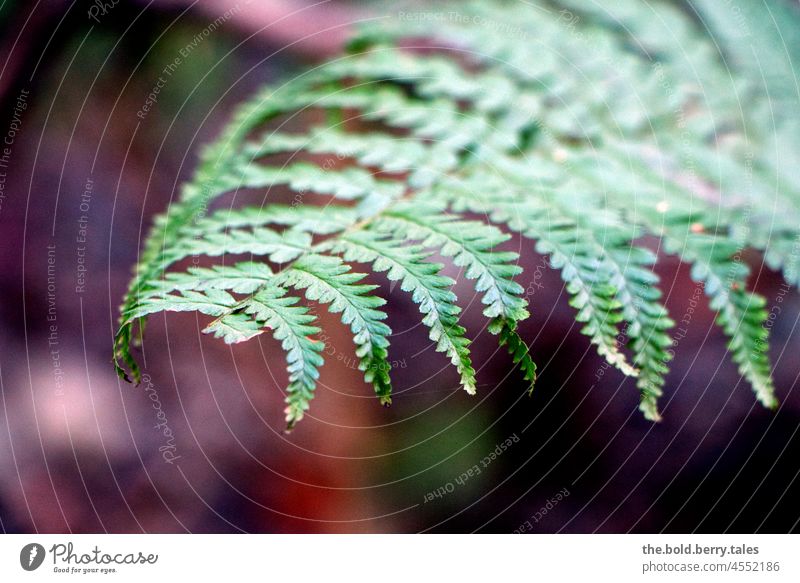 Fern close up leaves Plant Forest Exterior shot Colour photo Nature Green Shallow depth of field Deserted Close-up Foliage plant Day Leaf Wild plant Fern leaf