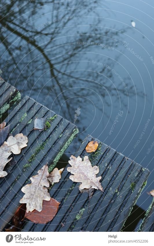 Autumn at the lake - wooden footbridge with autumn leaves, a bare tree reflected in the water Footbridge wooden walkway Leaf foliage Oak leaf Water Lake