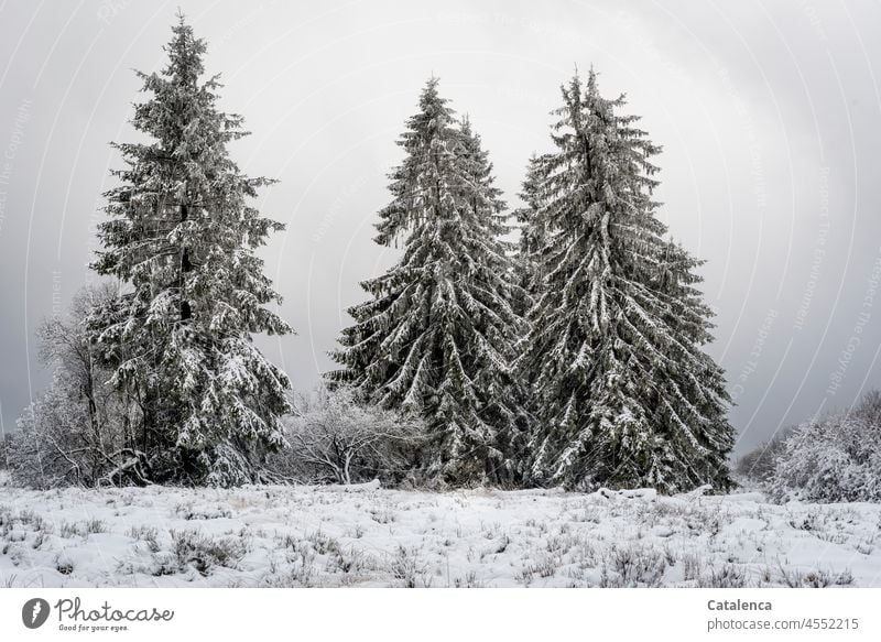 Three firs in the snow on a cloudy day Nature Plant Tree Winter Cold Frost daylight chill Ice Solidify Botany Moody flora Climate change winter White Hoar frost