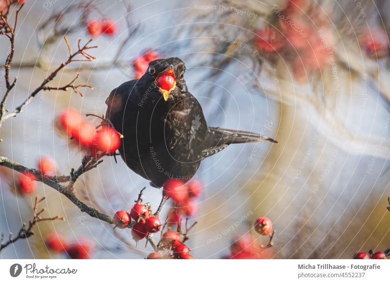 Blackbird with berry in beak Turdus merula Head Beak Eyes Grand piano Feather Plumed Bird Wild animal To feed Berries To hold on Bushes Beautiful weather Nature
