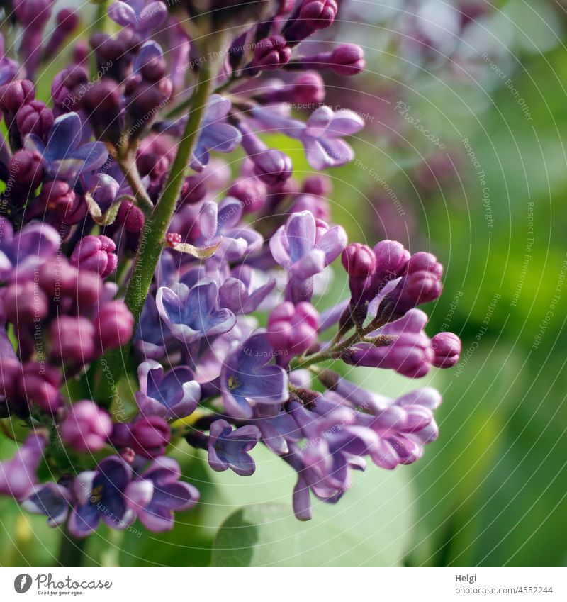 a little bit of spring - detail shot of purple lilac with buds and opened flowers Plant shrub Lilac lilac blossom Blossom Spring wax Violet Garden Close-up
