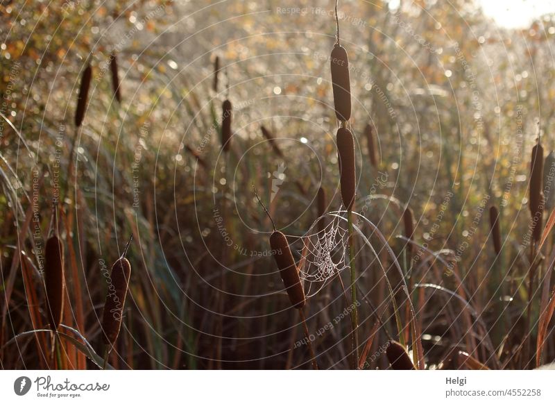 morning in the moor - spider's web between cattails in a moor pond with back light Bog Spider's web Cobwebby Cattail (Typha) ponds Back-light Sunlight