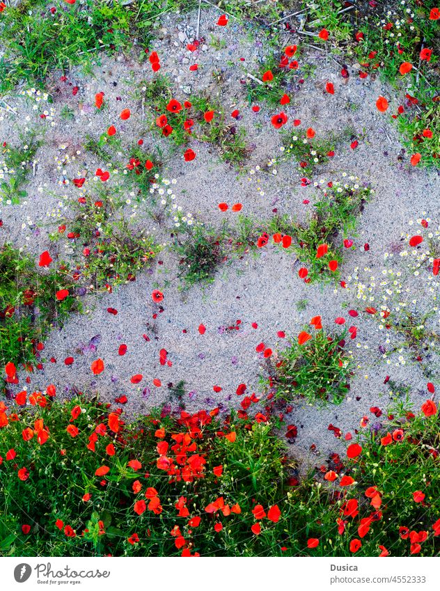 Overhead view of poppies poppy flowers ovehead view birds eye view red beautiful
