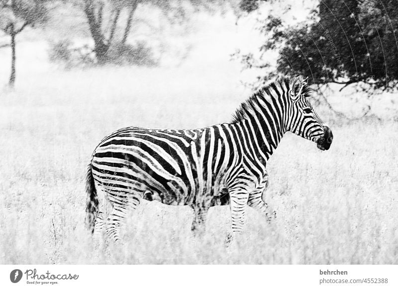 tea kettle | zebra stripes Animal portrait blurriness Sunlight Contrast Shadow Light Day Deserted Close-up Exterior shot Impressive Striped Wanderlust