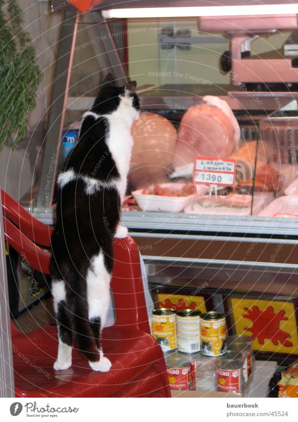 hangover Cat Butcher Italy Longing Ham Food Store premises Customer Snapshot Disappointment Far-off places Frustration Nutrition Appetite Window pane