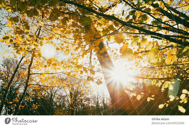 Autumn colors with sun rays Sunbeam Sunlight Light Deserted Exterior shot Colour photo dazzle spots autumn light Autumnal Autumnal colours Climate Idyll