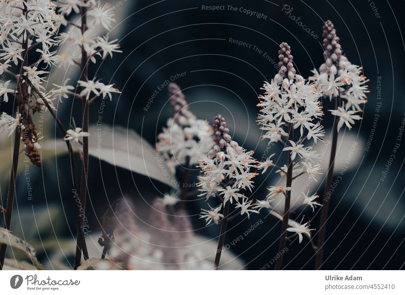 Foam flowers ( Tiarella ) Harmonious Spa Elegant Meditation Wellness Dark Grief mourning card Pistil Isolated Image naturally Neutral Background Nature Plant