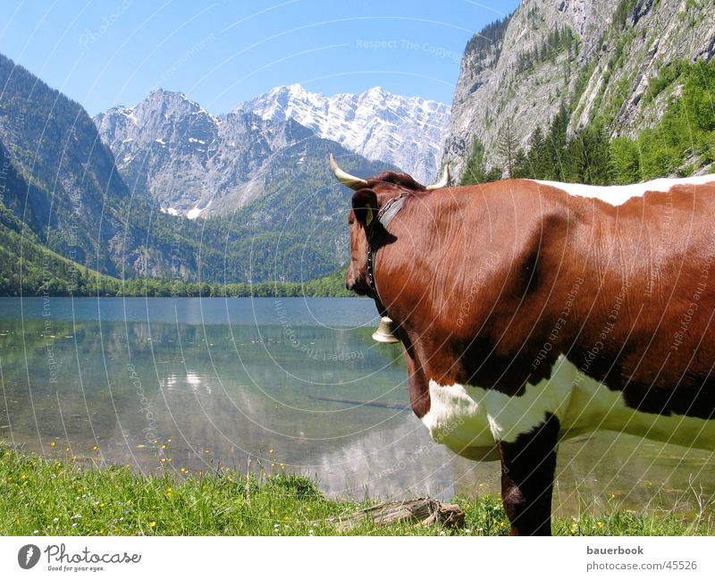 longing Alpine pasture Cow Longing Summer Lake Pure Calm Contentment Loneliness Harmonious Lake Königssee Watzmann Berchtesgaden Mountain Alps Landscape Sun