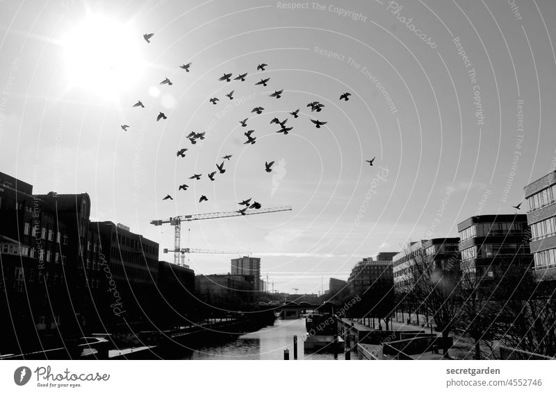 The Swarm. Hamburg Black & white photo birds pigeons Flock Channel sunny Day Architecture Hammerbrook Flying Office building Sky Exterior shot Flock of birds