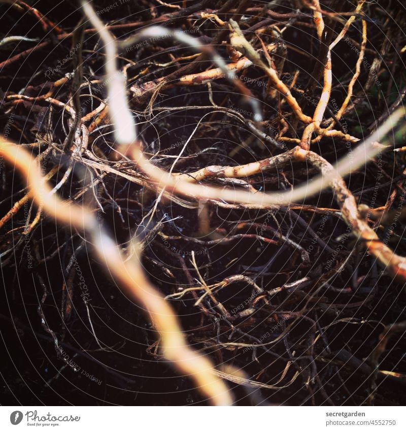 surreal | 127 G net Root Interlaced Net cross-linked Whimsical Network Colour photo Deserted Exterior shot Reticular Nature Detail roots Connection Close-up