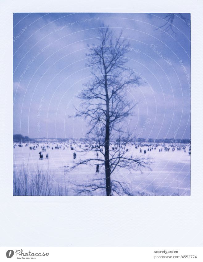 Once upon a time in Hamburg, the Alster was frozen over, and hundreds of people were strolling across the ice in amazement, when suddenly..... Tree Winter Cold