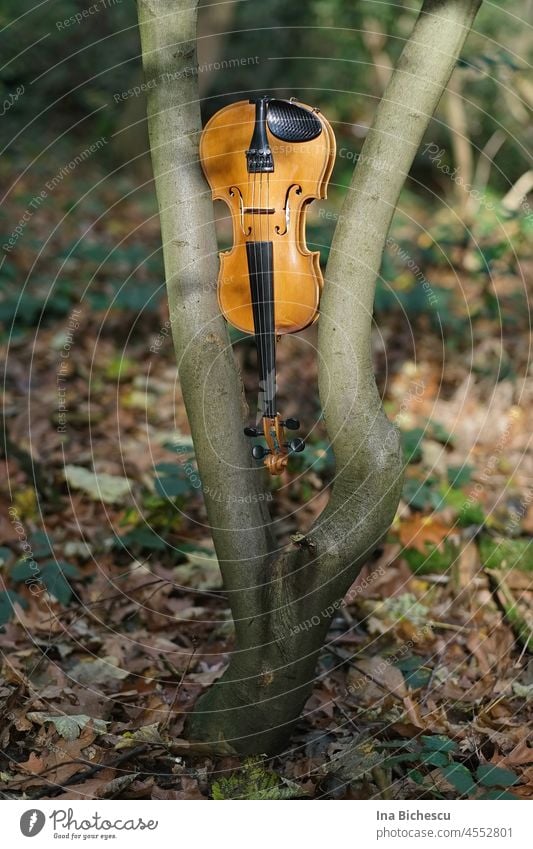 A violin hangs with the scroll down between two branches of a tree. viola Tree Branch Hang upside down Nature Wood old wood Art Artistic Art installation Sound
