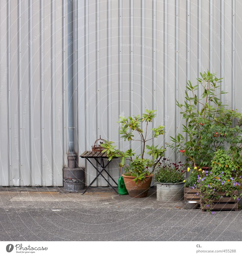 flourishing industry Economy Industry Trade Spring Summer Plant Flower Bushes Foliage plant Pot plant Deserted Industrial plant Wall (barrier) Wall (building)