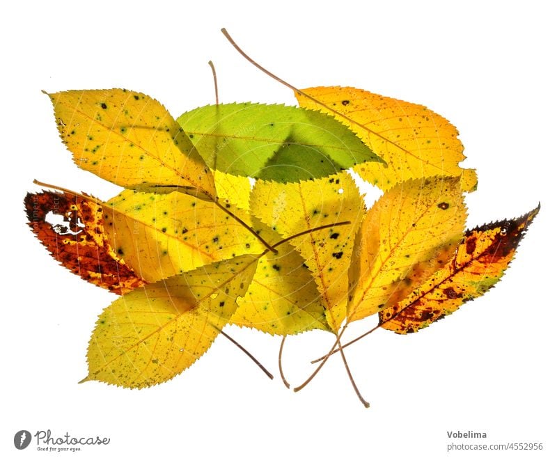 Autumn leaves against white background Leaf foliage variegated Colour October Yellow Orange Red Brown Nature Season November colored red orange White